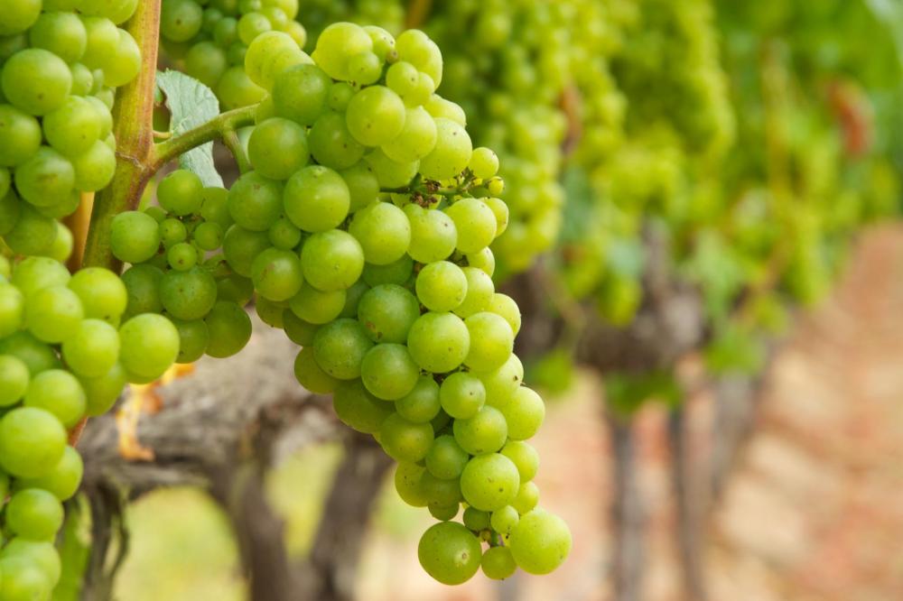 Chardonnay4