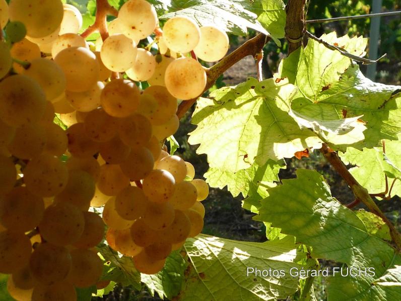 Pinot blanc grapejpg 5068