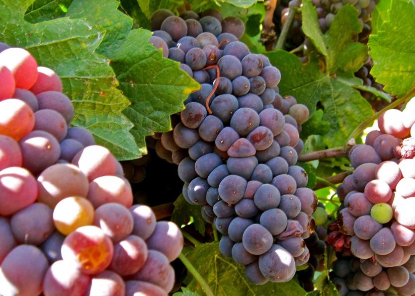 Pinot grigio grapes1