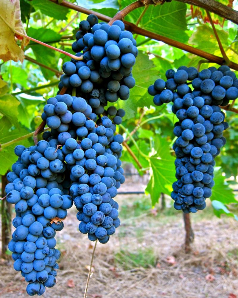 Pinot meunier