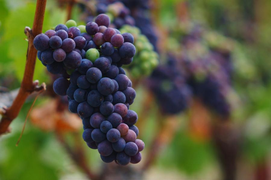 Pinot noir1