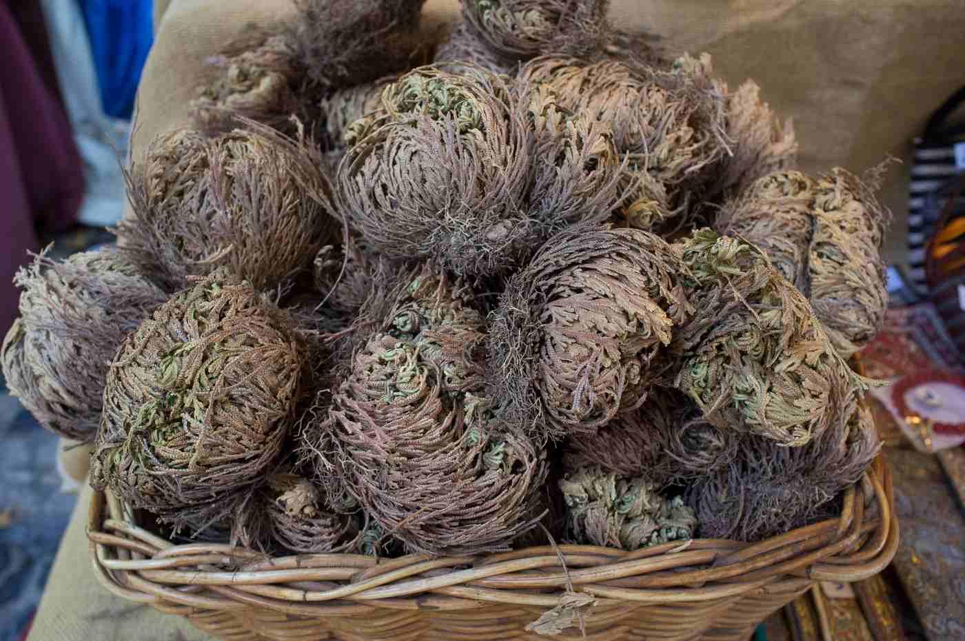 Rose of jericho